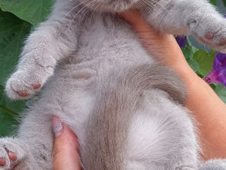 Scottish fold!!! foto 3