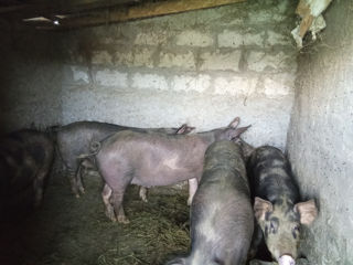 Porc de carne de casa crescut în gospodarie foto 2