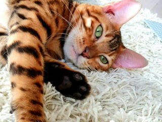 Элитные Бенгалы Bengal foto 5