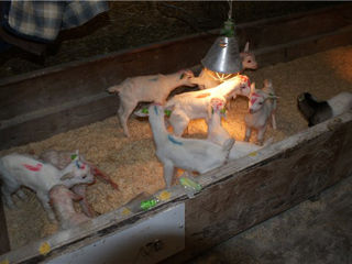 Инфракрасные лампы, лампы для обогрева, panlight, инфракрасные лампы для обогрева животных foto 3