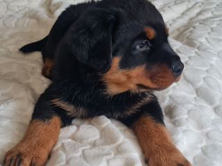 Se vând pui de rottweiler