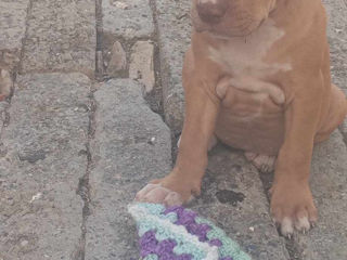 Vind Urgent"cățeluș rasă Pură Pit Bull Red Nose foto 5