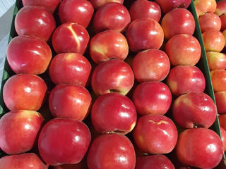 Продается яблоки Айдаред на экспорт/Se vind mere Idared la export. foto 1