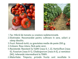 semințe profesionale de tomate, create de Sakata foto 6