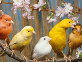 Лучший подарок к началу весны и 8 Марта:канарейки,амадины и другие птицы,клетки,корм. foto 6