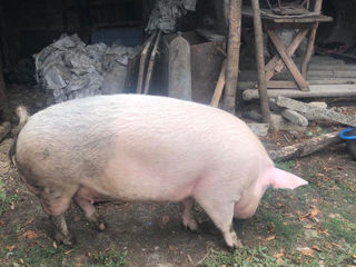 Porc crescut acasa foto 2