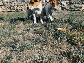 Jack Russell Terrier foto 4