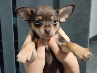 щенки породы Русский Toy terrier. два мальчика foto 1