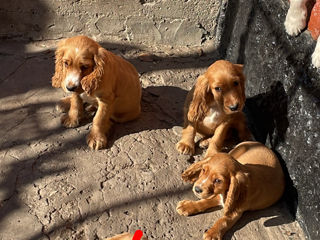 Cocker Spaniel foto 4