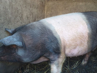 Vind 3 porci de casa 110-130kg.Sunati pe numărul 060968693  foto 1