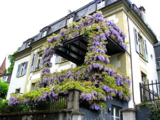 Глицинию Блю Мун. Wisteria – Вистерия. foto 10