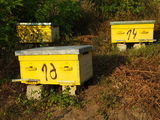 Se vind familii de albine carpatine cu sau fara stupi .Pret 1800 lei cu stup . foto 1