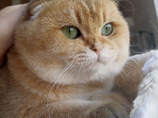 Scottish fold/straight foto 6