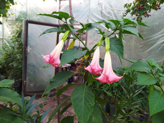 Бругмансия ароматная.( Brugmansia suaveolens) Труба ангела.(Граммофон цветок) Бругмансия душистая.. foto 6