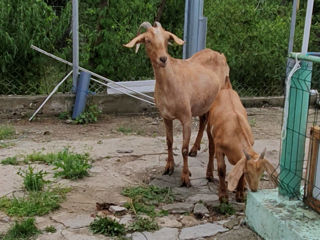 Capra metis anglonubian- alpino francez foto 1