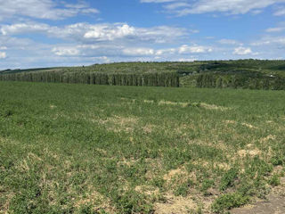 Se vând terenuri agricole în extravilanul com.Răzeni, rn. Ialoveni foto 3