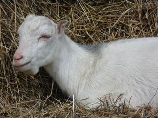 Продам коз породы Ламанча