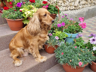 De vinzare o catelusa de 6 ani Cocker Spaniel Englez