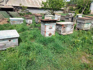Срочно продаются пчёлы .