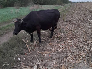 Vindem vaci cu lapte și a făta