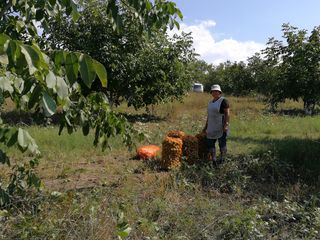 Livada de nuci + teren aferent Total 13.5207 ha -- urgent!! foto 1