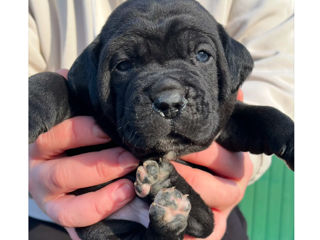 Кане-корсо Cane corso