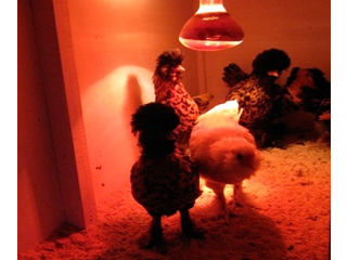 Lampă cu infraroșu pentru încălzirea păsărilor și animalelor NAVIGATOR, reflector R125, 150 W, E27 L foto 7