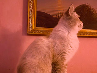 Motan Golden Chinchilla Point (Blue eyes) pt împerechere фото 3