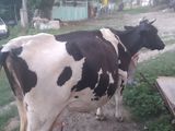 vaca mulgatoare 2 fatari foto 2