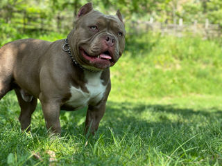 American bully foto 2