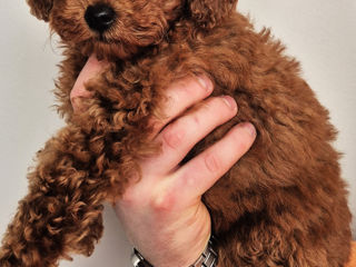 Toy Poodle (Tikap) foto 2