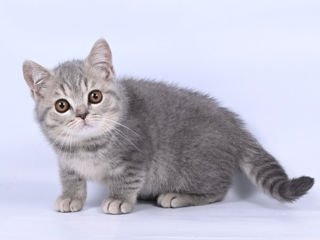 Pisoii British Chinchilla foto 7