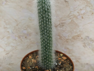 Cactus.Livrare. / Кактус. Доставка. foto 7