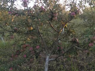 продам молодой сад. яблоко,слива,груша(общая площадь 3га) земля  консолидирована foto 8