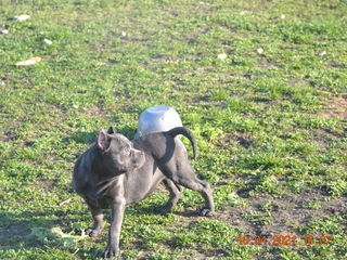 Van pui American Bully cu pedigree ABKC foto 9