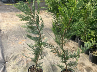 Leylandii Kiparis