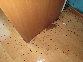 Scăpați de ploșnițe, gândaci, purici, șoareci și șobolani cu serviciile noastre de dezinsecție foto 4