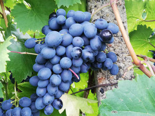 Muscat Ottonel, Sovinion, Alb de Suruceni, Moldova, Capsuna(izobela), Cabernet. (r. Calarasi) foto 5