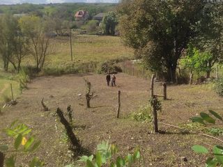 Curatim gradina sadirea copacilor озеленения сажаем деревья foto 6