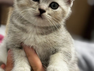 Scottish Fold Silver Chinchilla