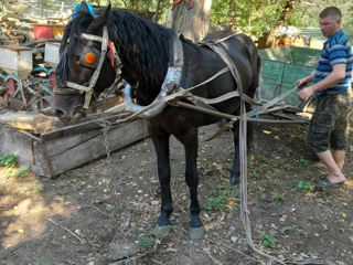 Vând iapa și un harmasar foto 3