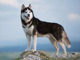 Husky