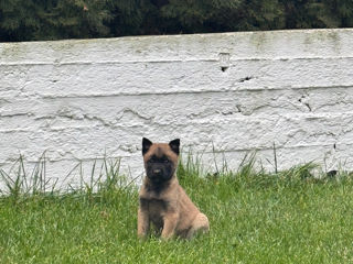 Belgian malinois foto 2