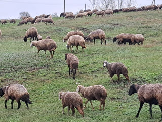 Vând oi de sămânță. foto 10