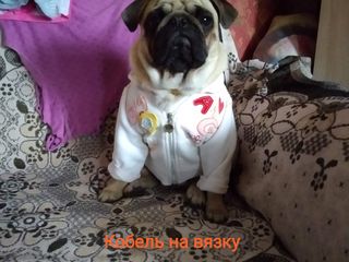 Ищем девочку на вязку!! foto 1