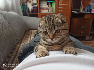 Scottish fold foto 6