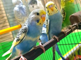 Доставка. Птенцы волнистых попугаев - pui de papagali perusi foto 3