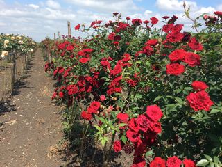 Штамбовые розы более 60 сортов