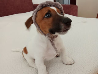 Продаются породистые клубные щенки Джек Рассел терьер.Cățeluși Jack Russel Terrier