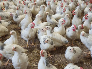 Птицефабрика реализует цыплят адлерской серебристой.